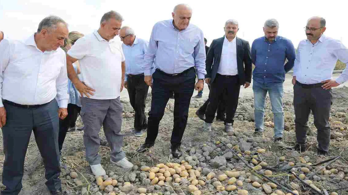 Yerli Patates Tohumu Müjdesi!