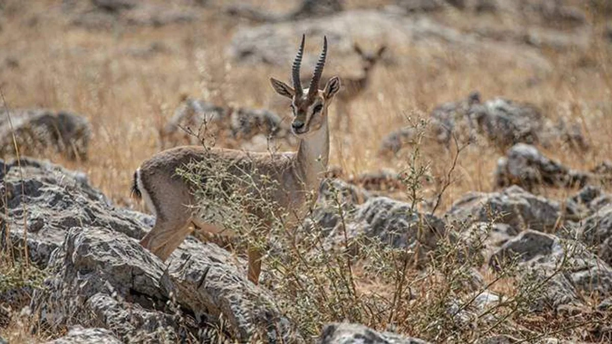 Hatay'da dağ ceylanlarının sayısında yüzde 20 artış bekleniyor