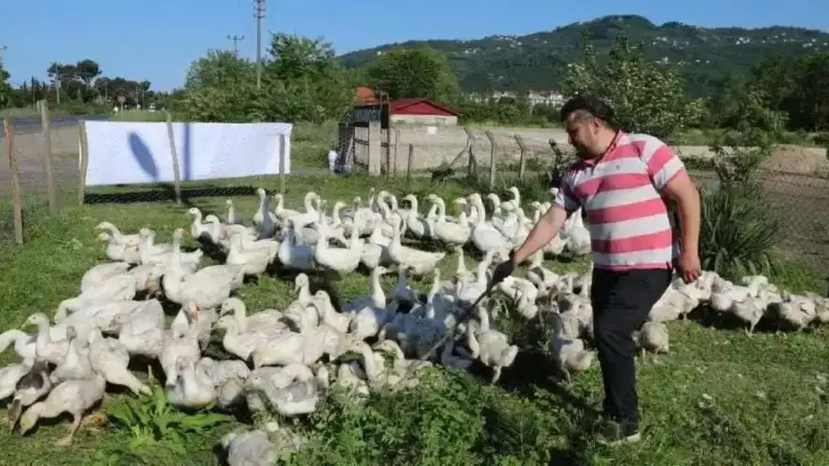 Ordu’da kaz yetiştiriciliği büyüyor