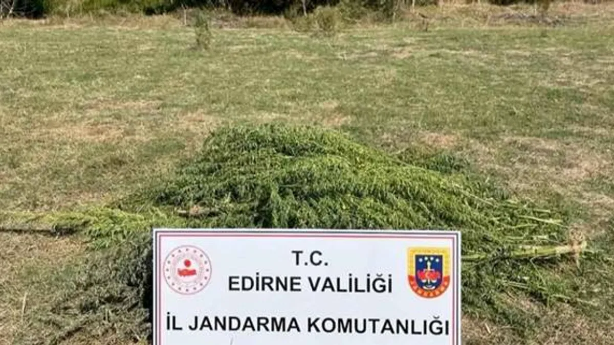 300 kök kenevir ele geçirildi