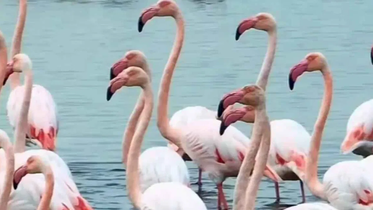İzmit Körfezi’nde pembe dans