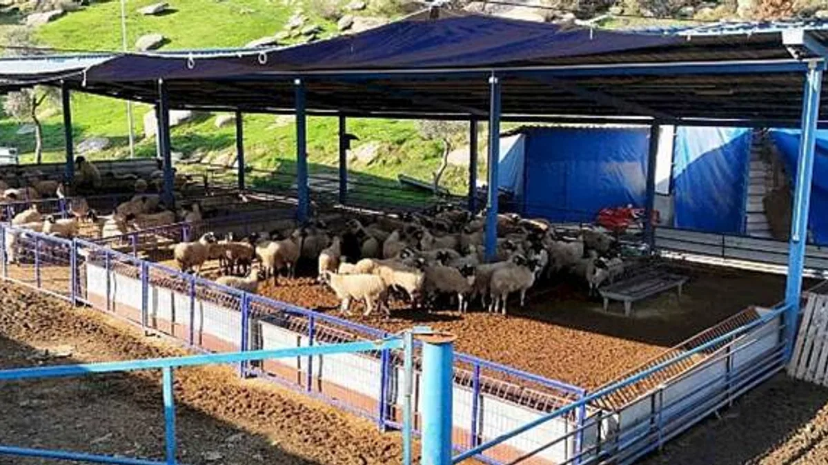 Başkan Çerçioğlu'nun aile tipi koyunculuk projesi her geçen gün büyüyor