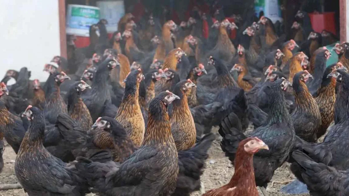 Kocaeli’de tavukçuluğa büyük destek: 16 bin tavuk üreticiyle buluştu