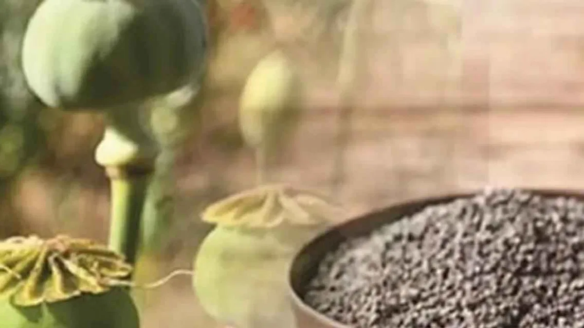 Mavi renkli haşhaş tohumları gıda amaçlı satışta