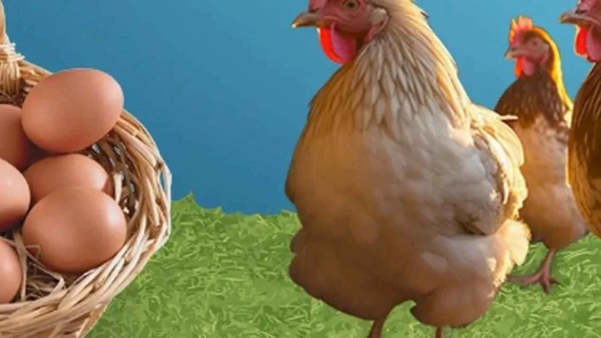 Kayseri'de Serbest Sistem Yumurta Tavukçuluğu Projesi’ne müracaatlar başladı
