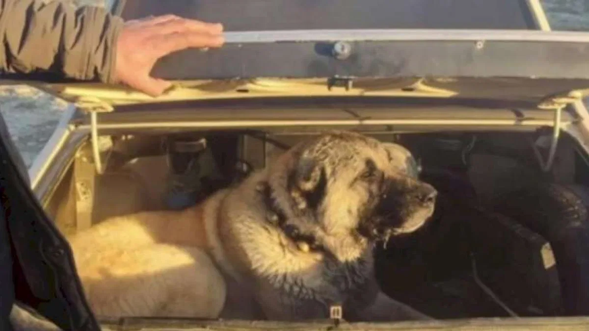 İçişleri'nden köpek dövüşüne şok baskın!