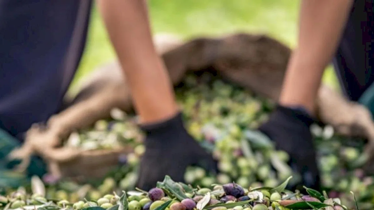 Sofralık zeytin ihracatı 100 bin tonu aştı