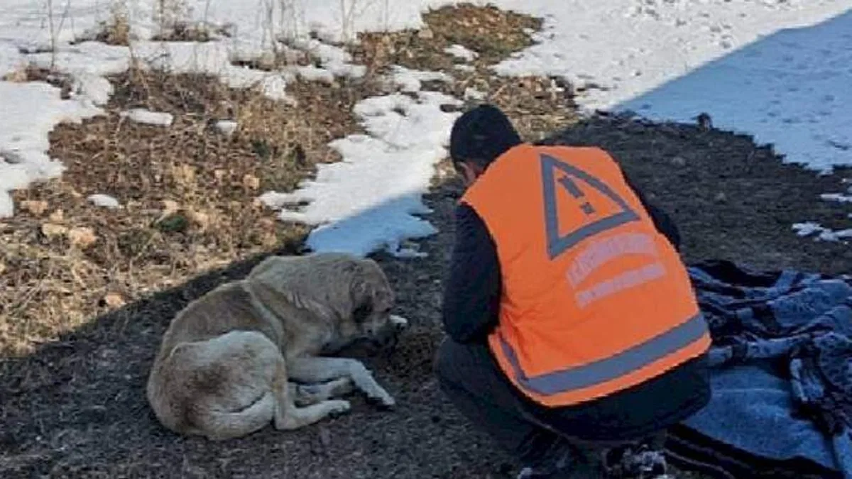 Keçiören Belediyesi Veteriner Hekimleri Yaraları Sarıyor