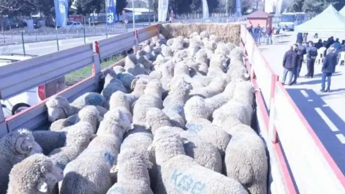 Kocaeli'den üreticiye koç ve teke desteği