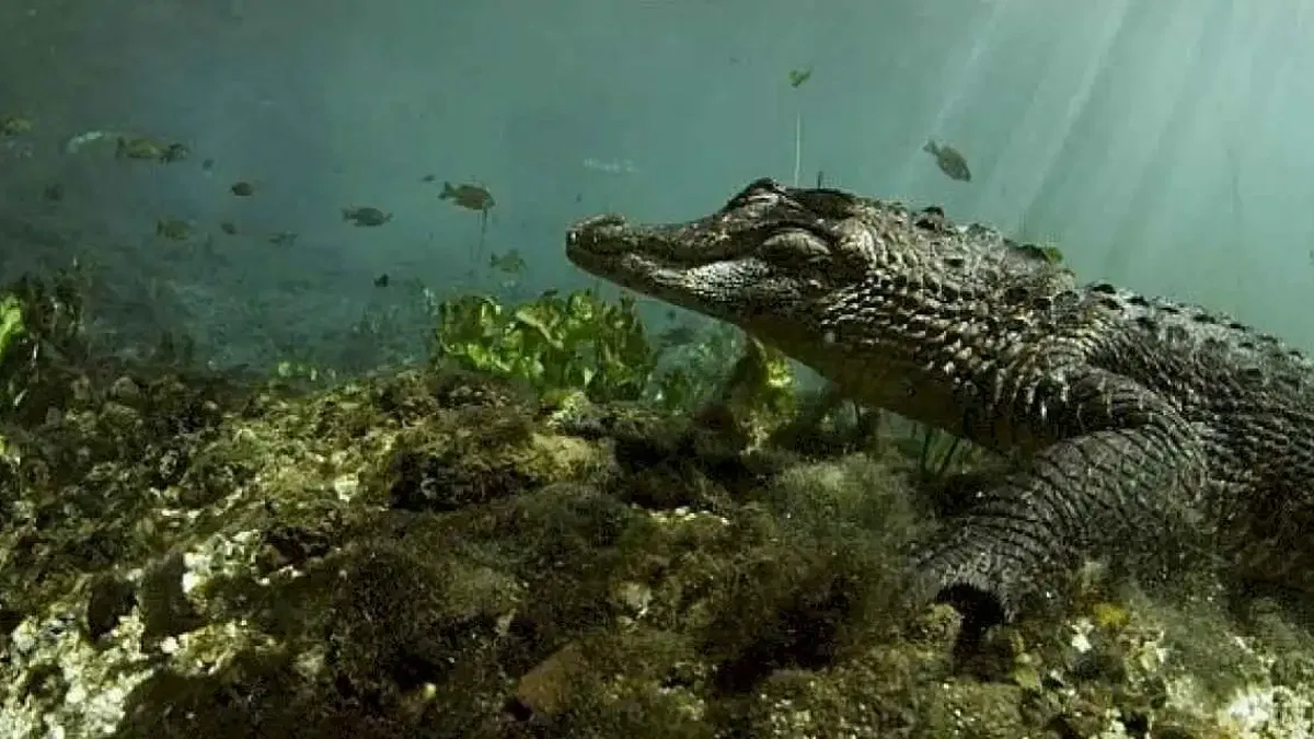'Vahşi Florida: Sürüngenlerin Hükmettiği Yer' 13 Ekim Pazar Günü 20.00'de National Geographic WILD Ekranlarına Geliyor!