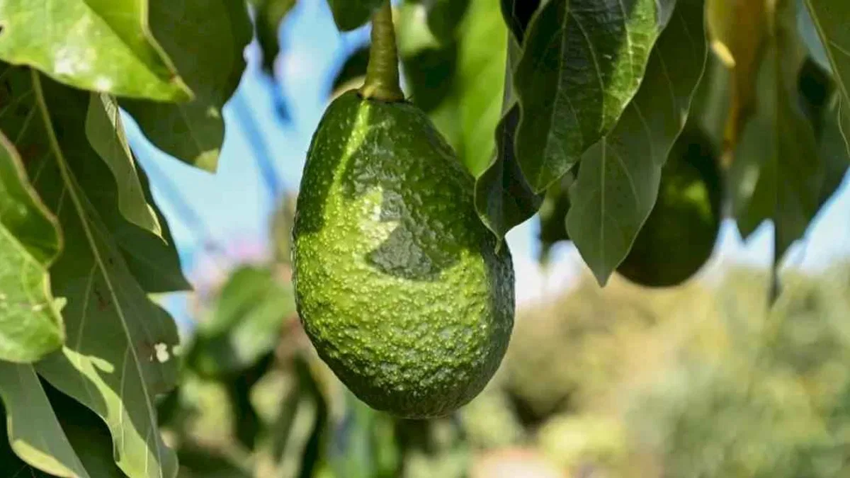 Mersin’de 22 binden fazla avokado fidanı üreticiyle buluştu