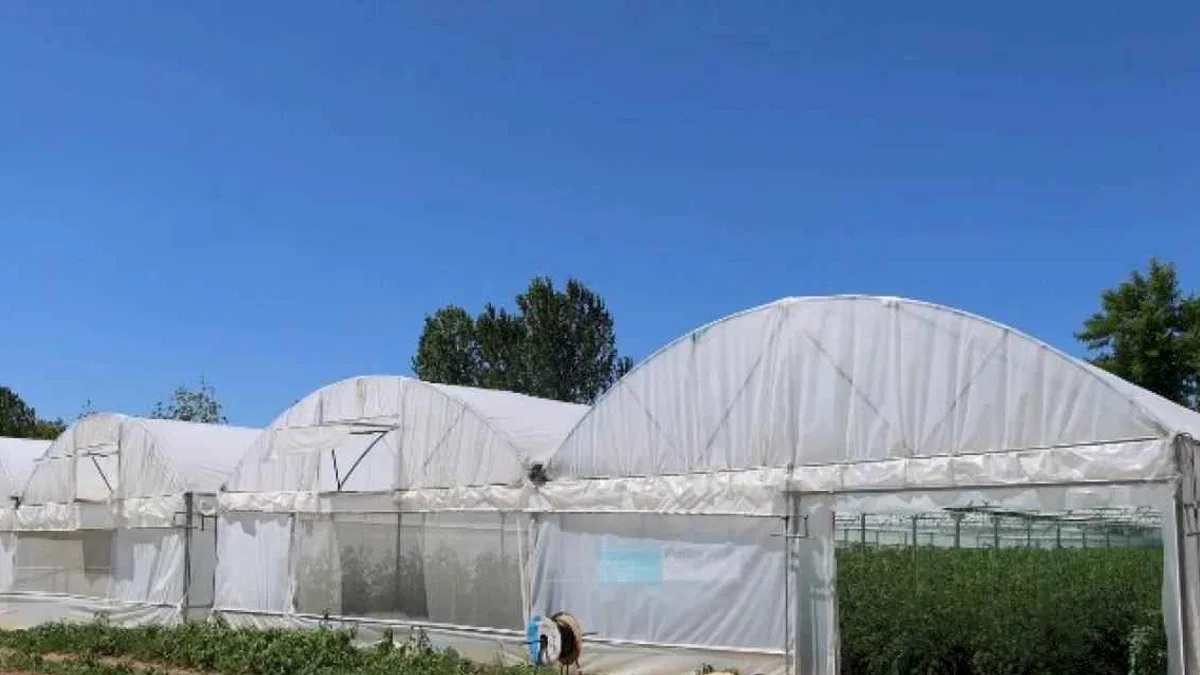 Kocaeli'den yüzde 50 hibeli modern sera desteği