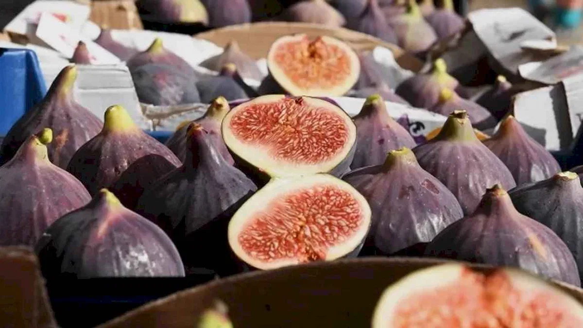 Siyah incir Bursa’nın gözbebeği