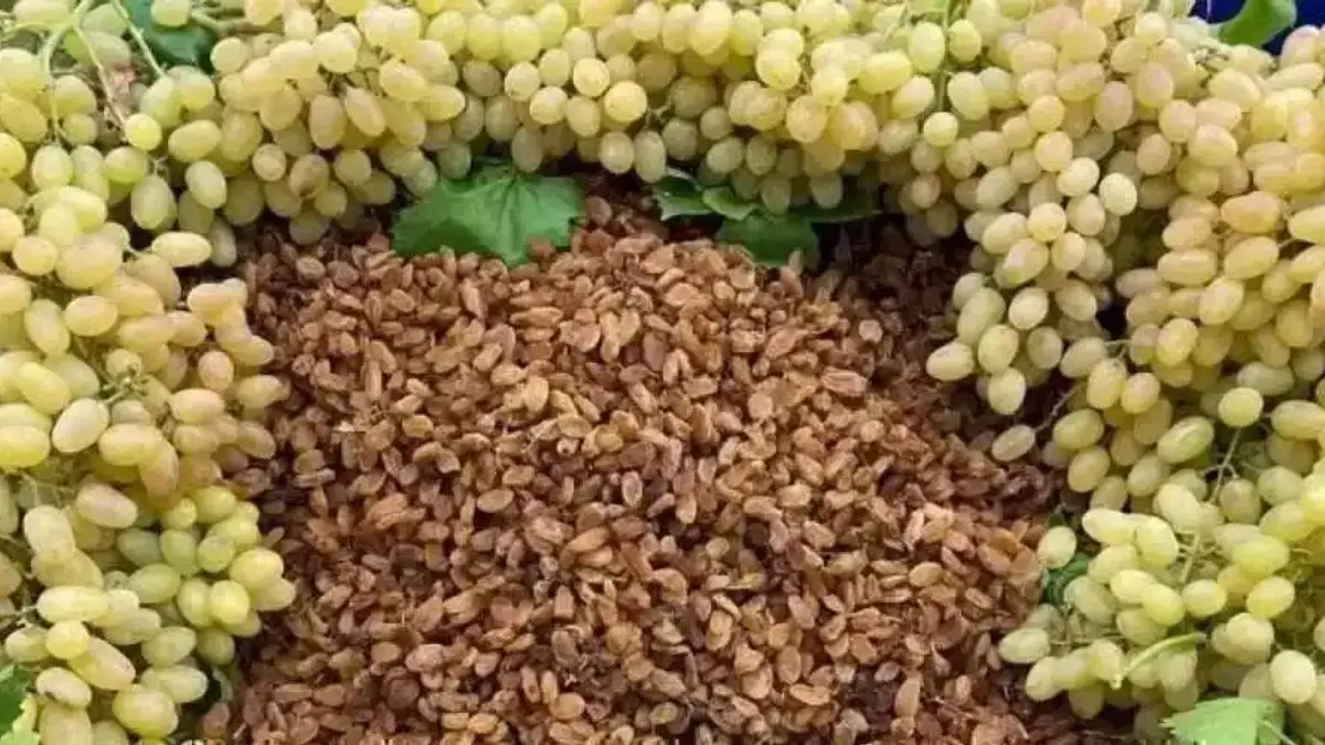 Egeli kuru meyve ihracatçıları TİM ilk 1000'e damga vurdu