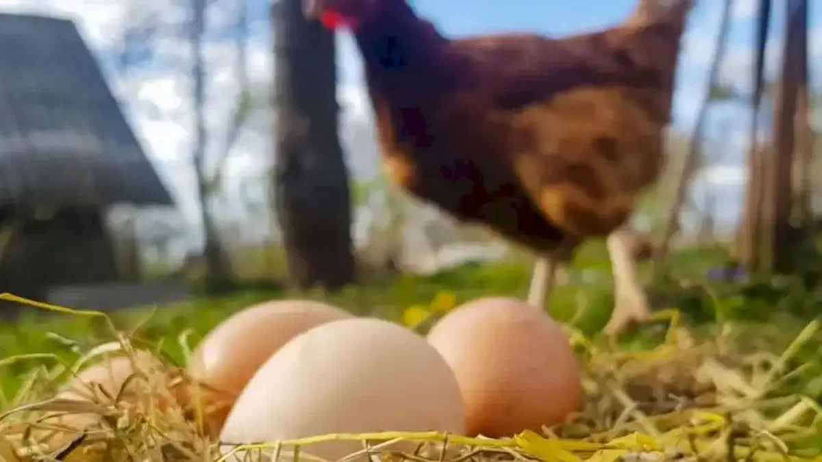 Tavuk Eti 247 bin tonu aştı! Yumurtada düşüş yaşandı