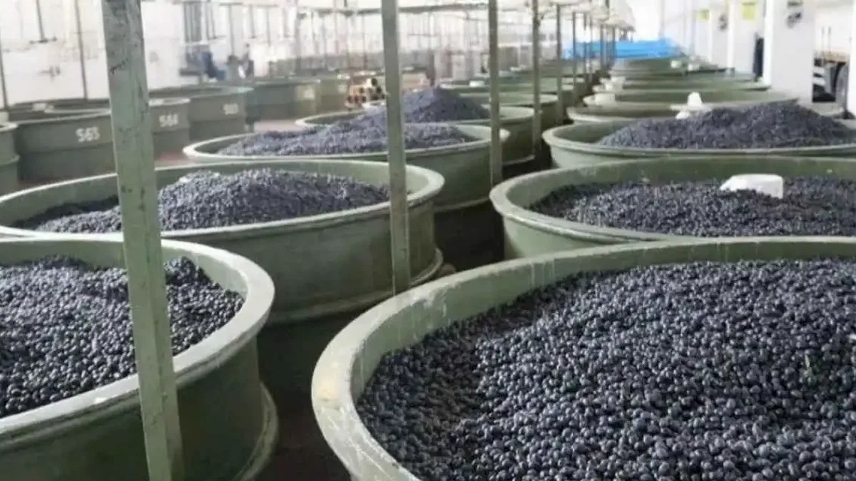 Marmarabirlik ortaklarına 22 milyon TL daha ödeyecek