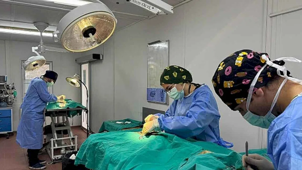 Osmangazi'de ayda ortalama 200 kedi kısırlaştırılıyor