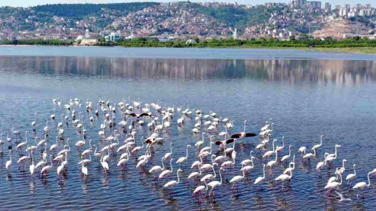 İzmit Körfezi’nin pembe süsleri geldi... Biyoçeşitlilik artıyor