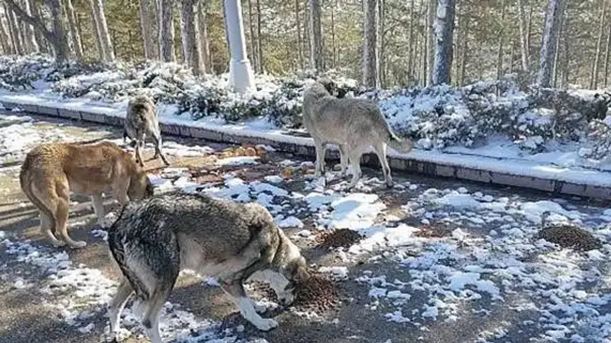 Soğuk kış günlerinde can dostlar unutulmadı