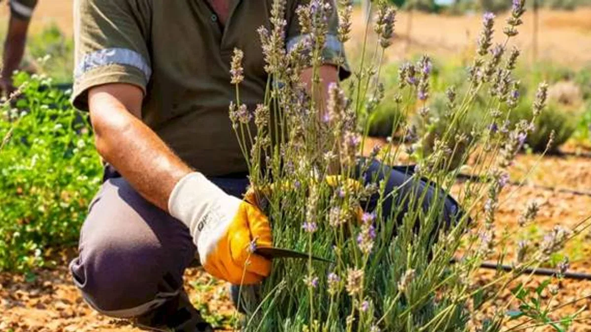 Milas Belediyesi lavanta hasadı gerçekleştirdi