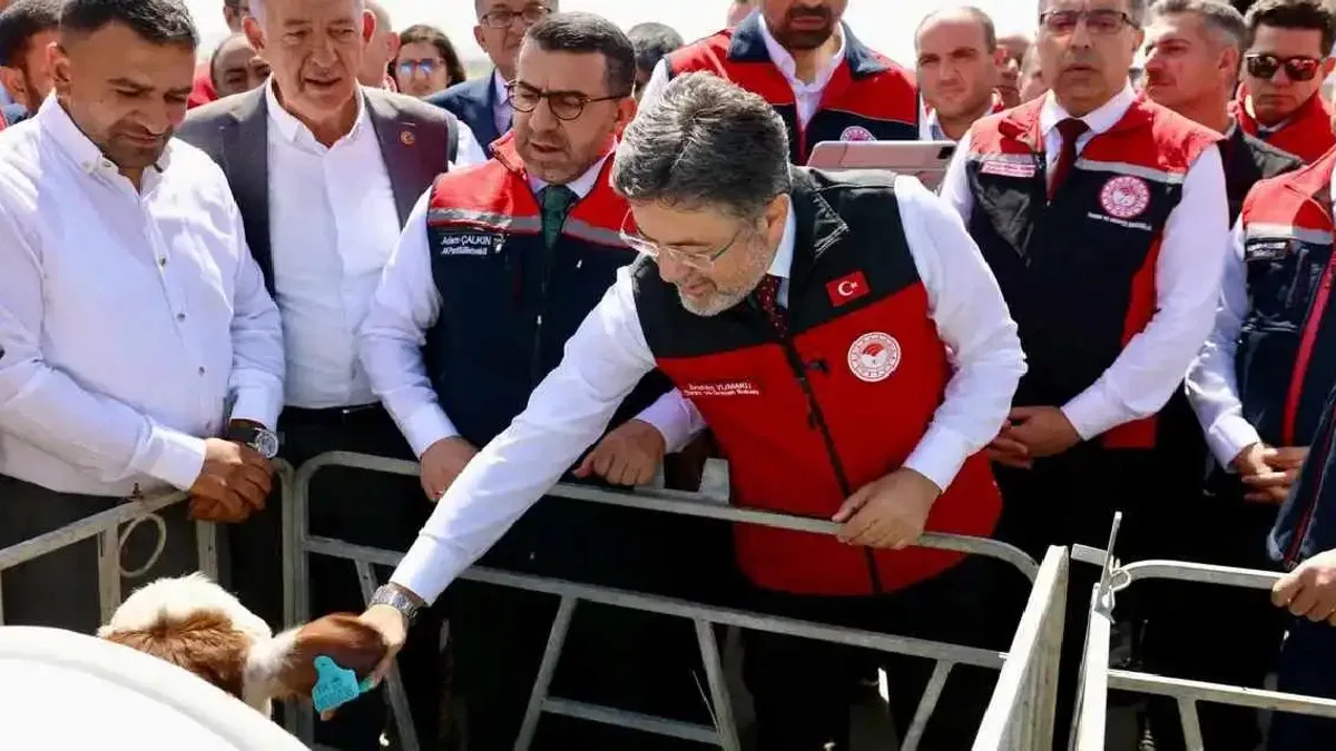 Hayvancılıkta dijital dönem... GEKİS Kars'ta uygulamaya alındı