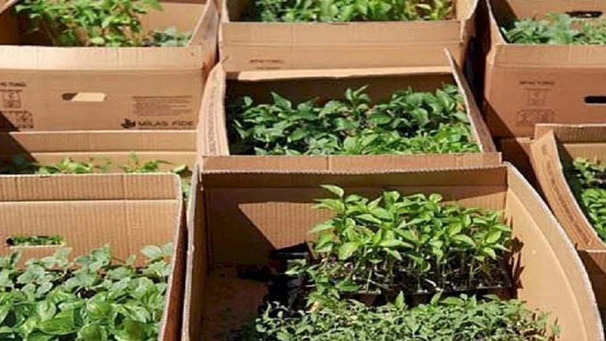 Bodrumlu üreticilere fide desteği belediyeden