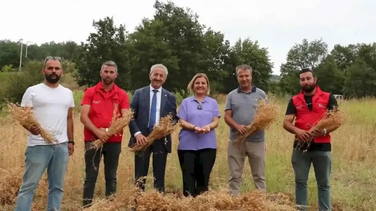 İzmit Belediyesi ilk nohut hasadını yaptı