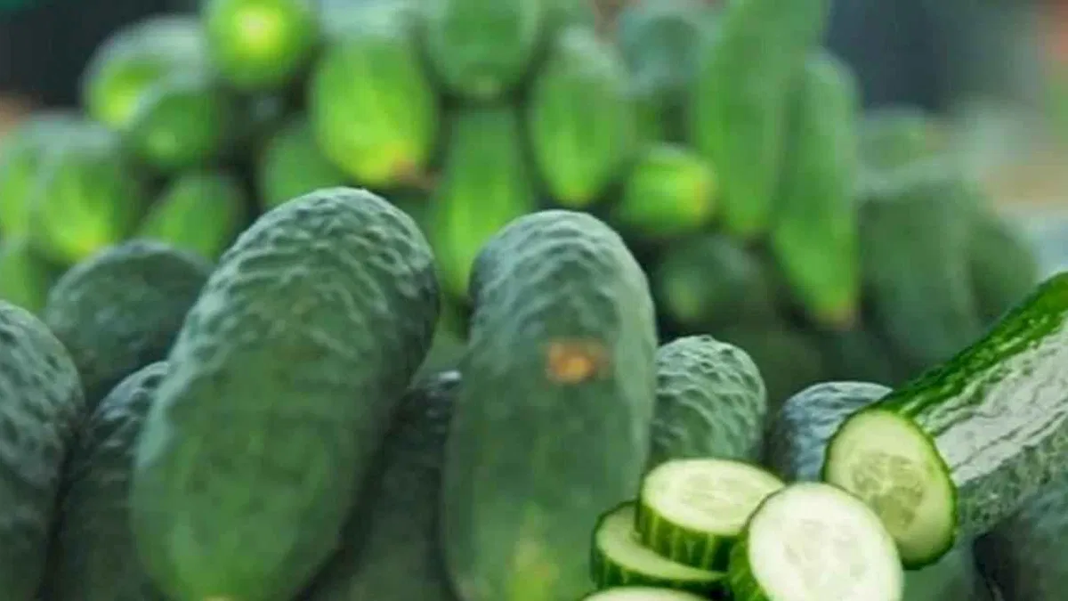 ABD’de salmonella alarmı! O salatalıklar toplatılıyor!