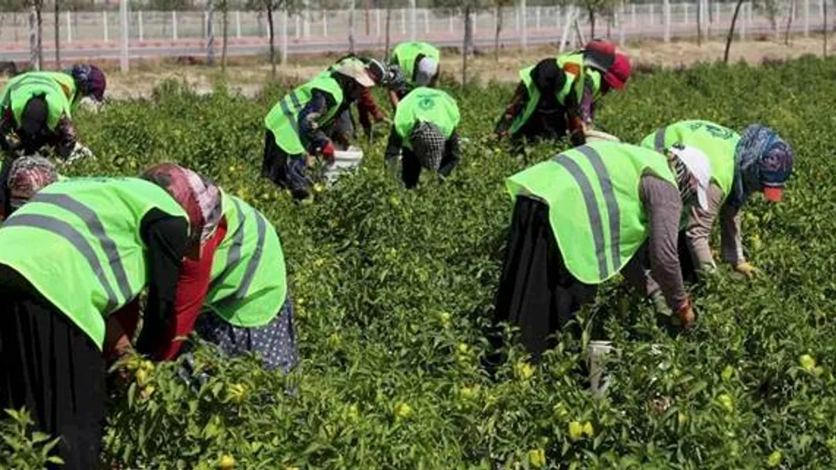 Binlerce yıllık Ata tohumları Karatay'da hayat buluyor