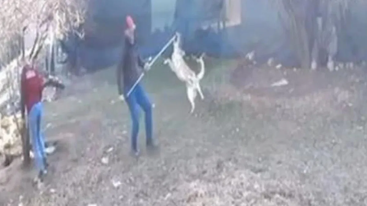 Elmalı’da köpek götürülme görüntüleri tepki çekti