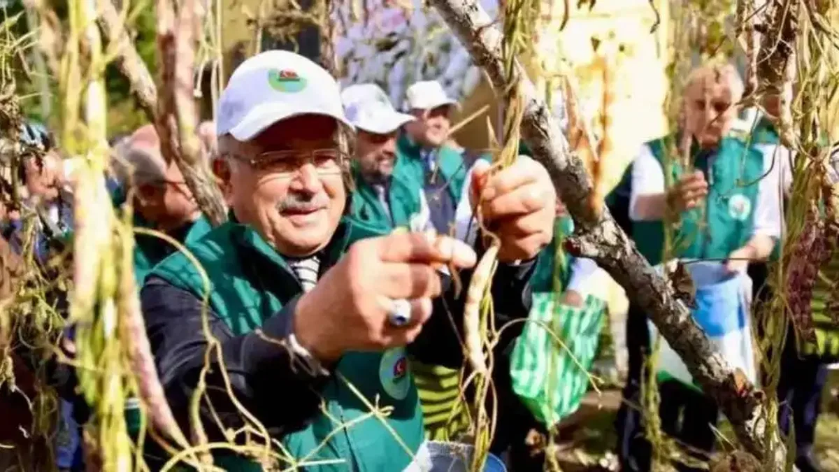 Ordu’da Akkuş fasulyesi markalaşıyor, hasat başladı