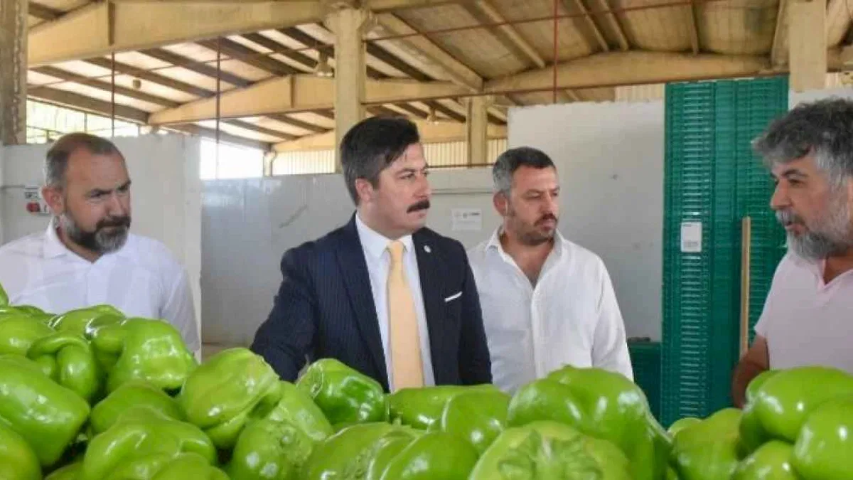 Yenişehir Biberi'ne yeni pazar arayışı