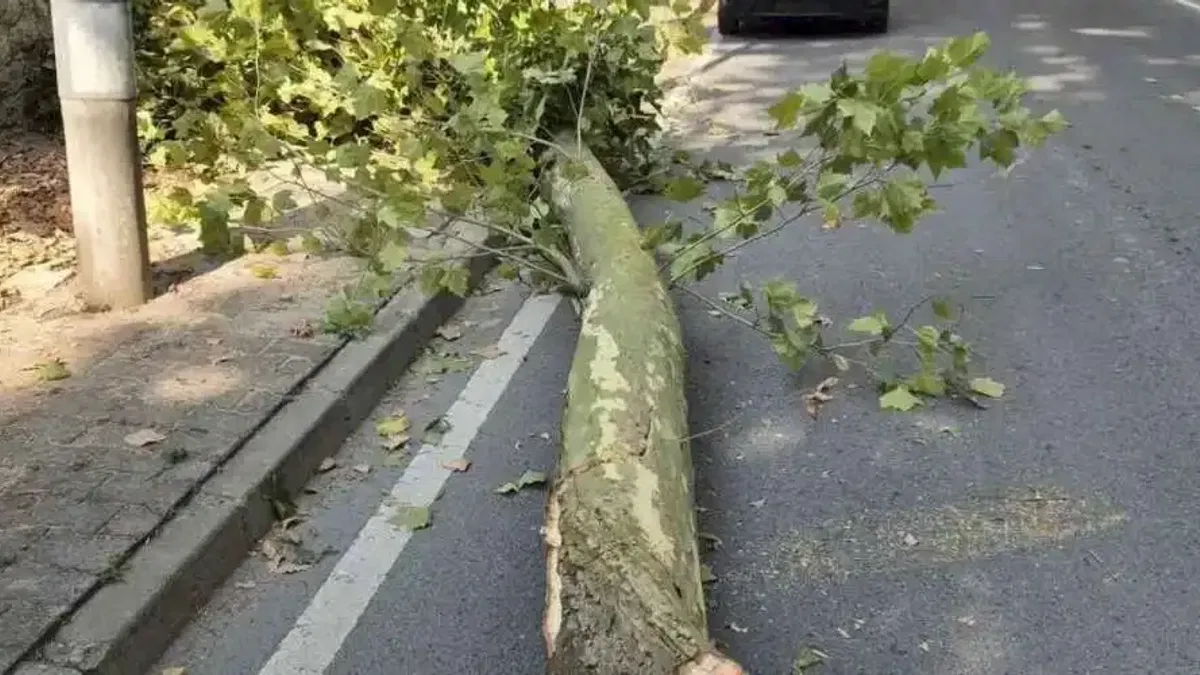 İstanbul'da 58 ağaç devrildi, 6 araç hasar gördü... Dikkat! Bu gecede etkili olacak