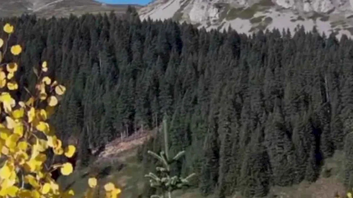 Ilgaz Dağı sonbaharda renk cümbüşü