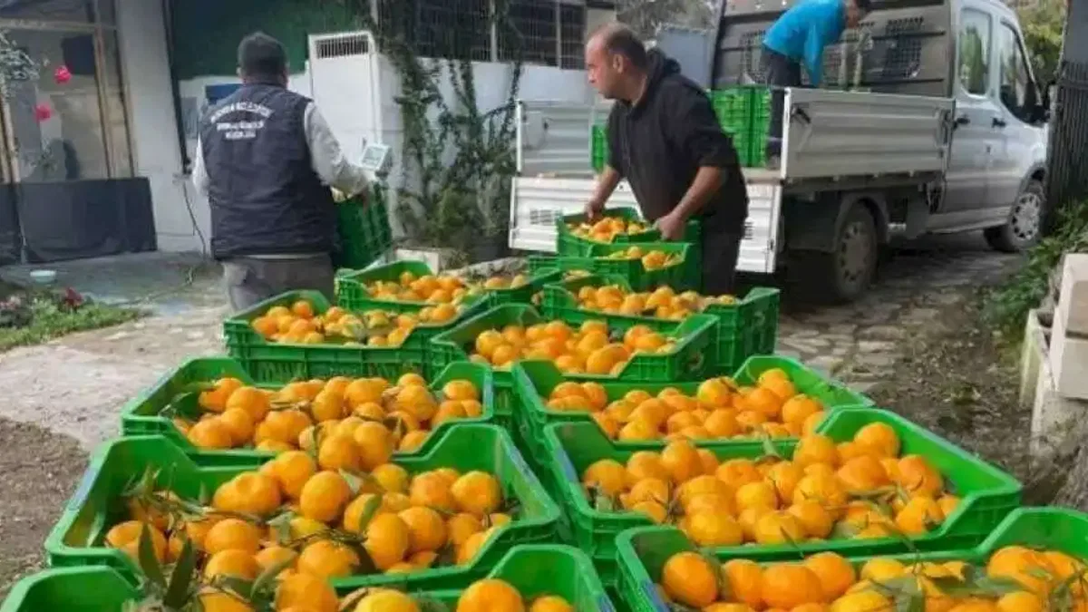 Muğla'da üreticiden mandalin alımı sürüyor