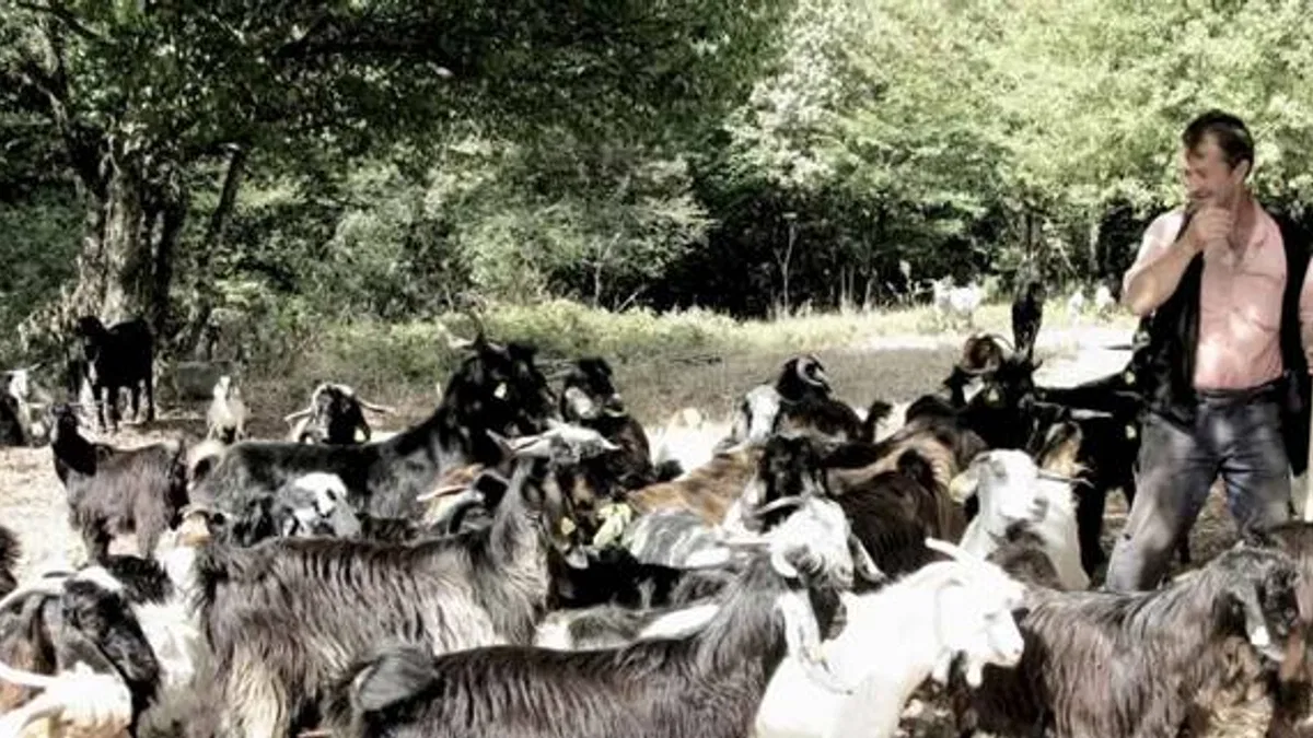 Bursa'da keçi çobanının zorlu yolculuğu