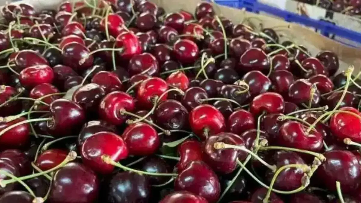 Keles Kirazı hasadı başladı! İşte ihracat fiyatı...