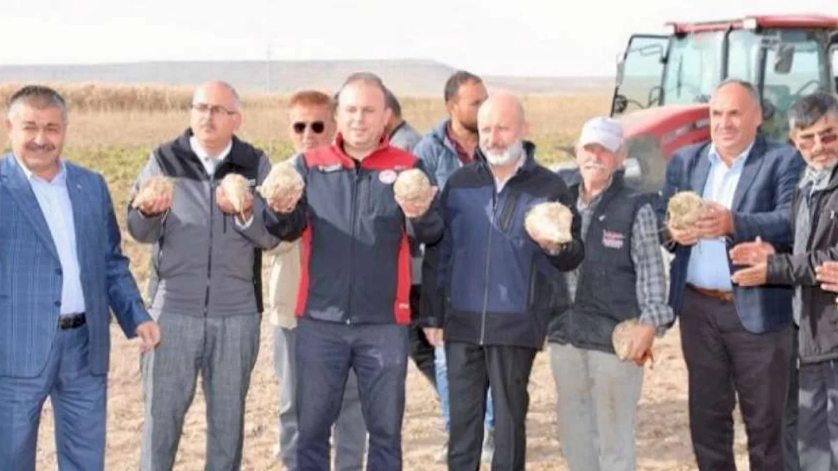 Kayseri Kocasinan'da şeker pancarı hasadı yapıldı
