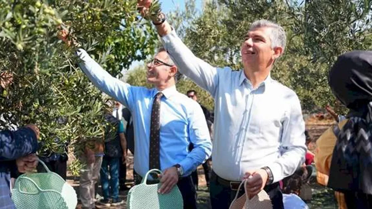 Manisa Soma’da zeytin hasadı şenliği