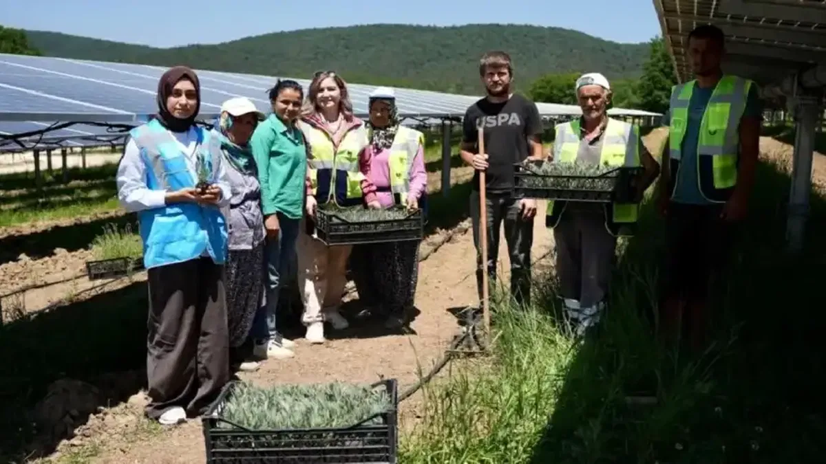 Samsun’da GES sahasında Agrivoltaik Tarım Uygulaması