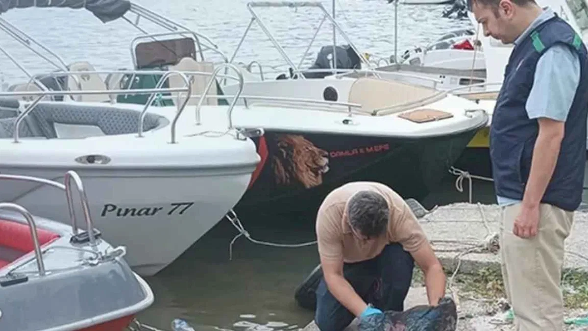 Yalova'da denizi kirleten iki belediyeye 'Çevre' cezası