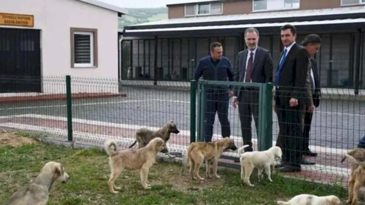 Hayvanları Koruma Kanunu 'Resmi'leşti!