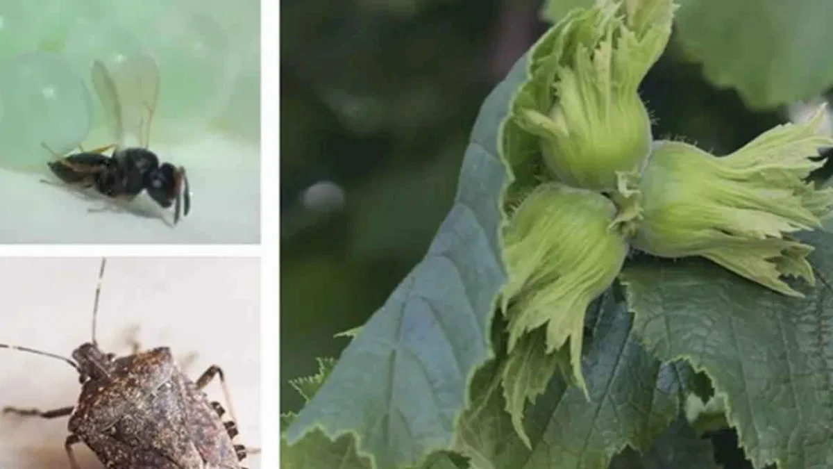 Kahverengi kokarca ile mücadele için Samuray arıları salındı