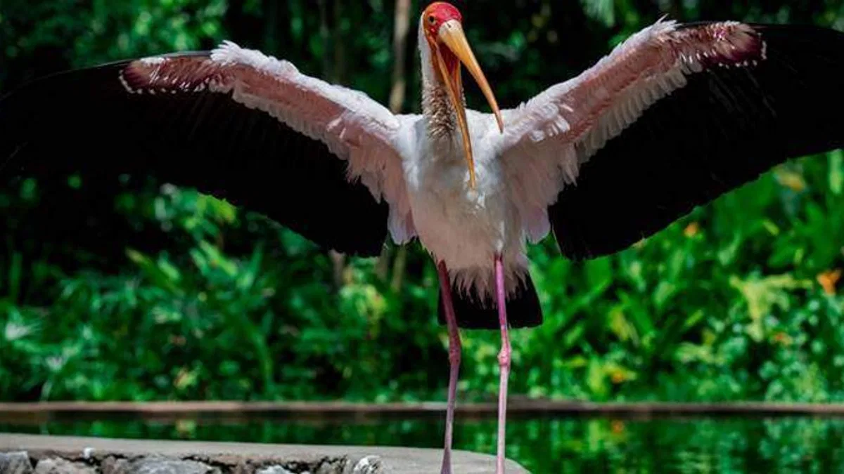 Malezya'daki kuş cenneti: Kuala Lumpur Kuş Parkı
