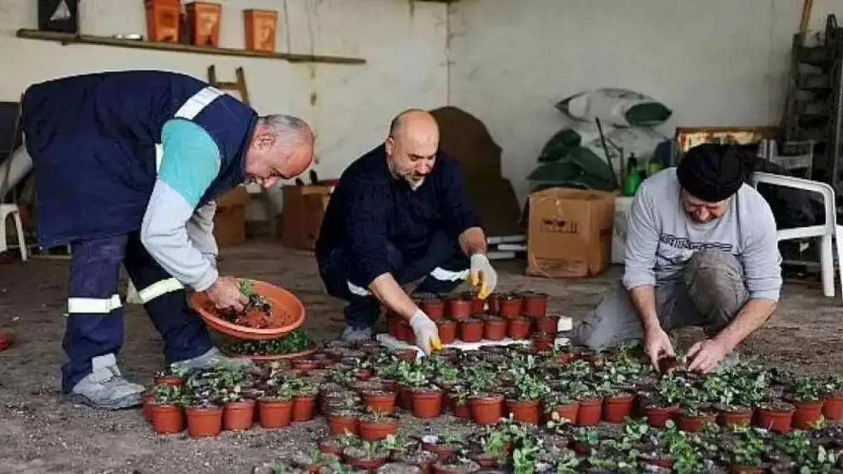 Karşıyaka Belediyesi'nin serasında binlerce çiçek yetişiyor