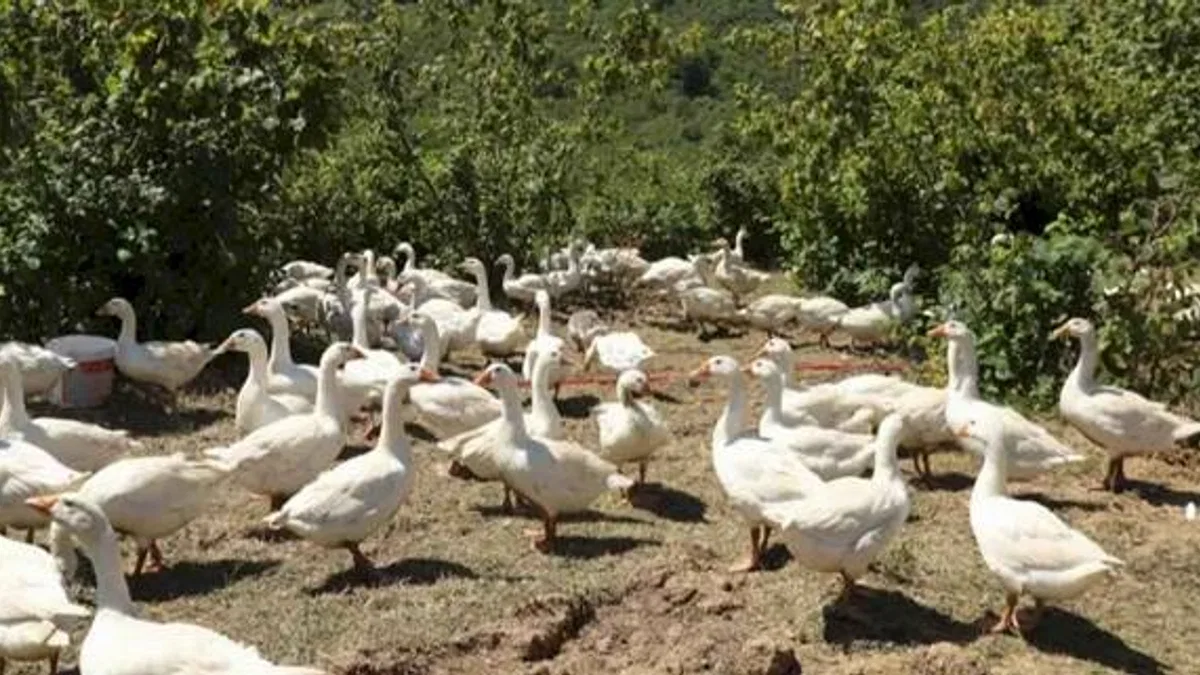 Ordu’da alım garantili kaz yetiştiriciliği üreticiye güven veriyor