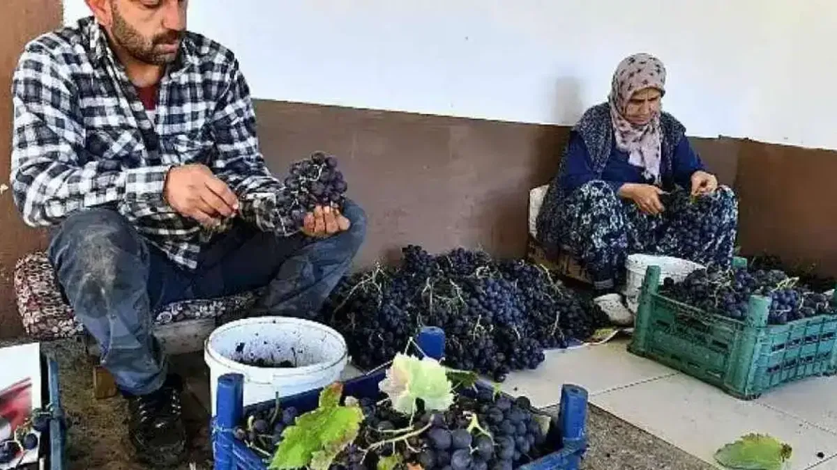 İzmir Büyükşehir Belediyesi 10 ton Kavacık üzümü dağıtıyor