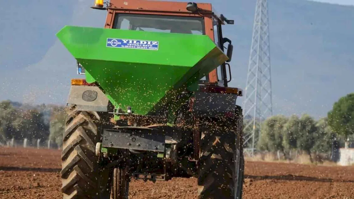Milas'ta karakılçık buğdayları toprakla buluştu
