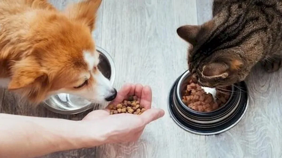 Kedi-köpek maması sektörü ihracatını 11 yılda 33 kat artırdı