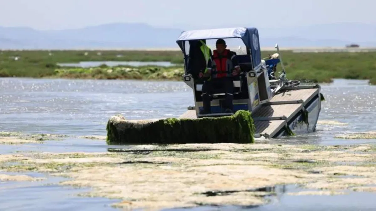 İzmir Büyükşehir’den Körfez’de deniz maralu temizliği